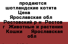 продаются шотландские котята › Цена ­ 4 000 - Ярославская обл., Ростовский р-н, Ростов г. Животные и растения » Кошки   . Ярославская обл.